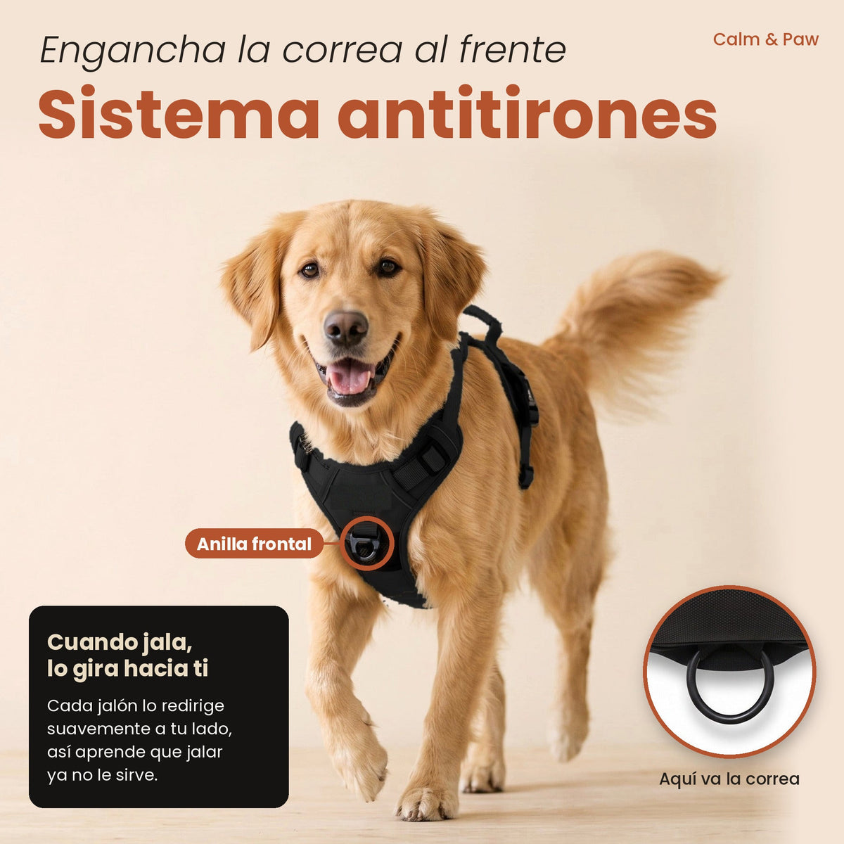 Golden retriever con arnés antitirones Calm & Paw GiroSuave™: la anilla frontal redirige los jalones hacia el dueño